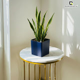 Gardencia Columbus Self Watering Square Pot with Water Level Indicator Modern Planters with Automatic Watering System, Best Flower Pots for Home Decore, Living Room, Table Top Available In Multi Colours
