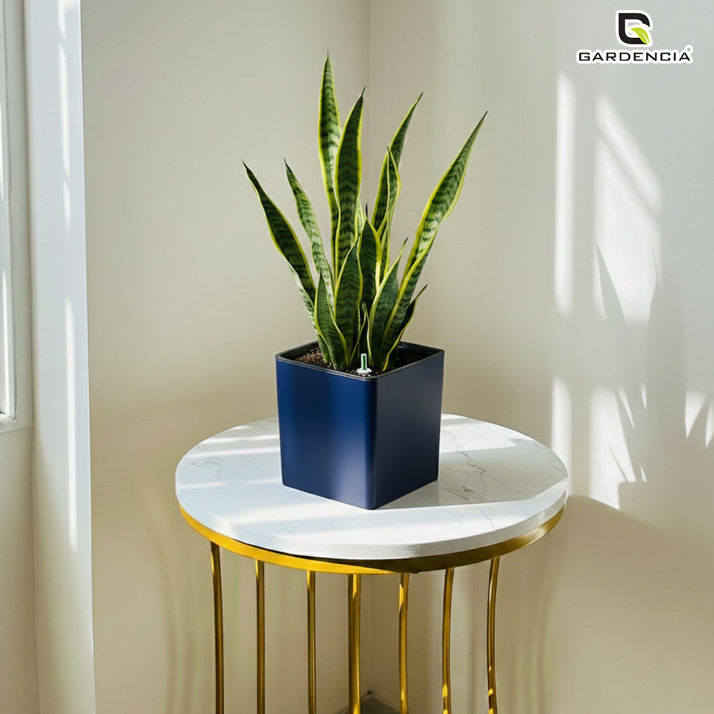 Gardencia Columbus Self Watering Square Pot with Water Level Indicator Modern Planters with Automatic Watering System, Best Flower Pots for Home Decore, Living Room, Table Top Available In Multi Colours