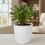 Vistara Self Watering Pot