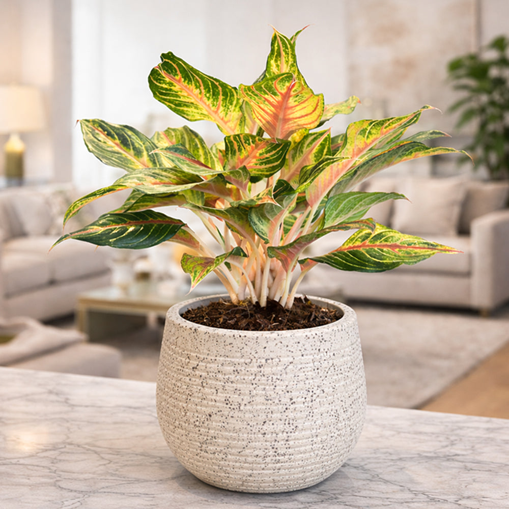 GARDENCIA Roto Tiny 01 Self Watering Round Planter Pot 7"