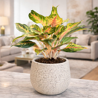 GARDENCIA Roto Tiny 01 Self Watering Round Planter Pot 7"