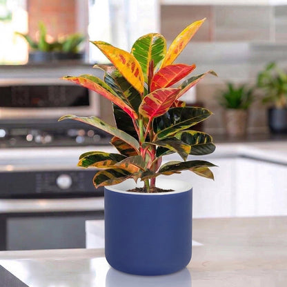Gardencia Lorenzo Self Watering  Pot 5 Inch - Flower Pots & Indoor Planters for Home Decore, Living Room, Kitchen, Bedroom, Office Desk, Gifting