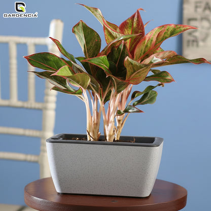 GARDENCIA Recta Self Watering Rectangle 100% Virgin Plastic Pots for Plants | Modern Design | Indoor and Outdoor Flower Pot for Home/Office/Table/Garden/Balcony Decoration | 14 inch