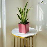 Gardencia Columbus Self Watering Square Pot with Water Level Indicator Modern Planters with Automatic Watering System, Best Flower Pots for Home Decore, Living Room, Table Top Available In Multi Colours