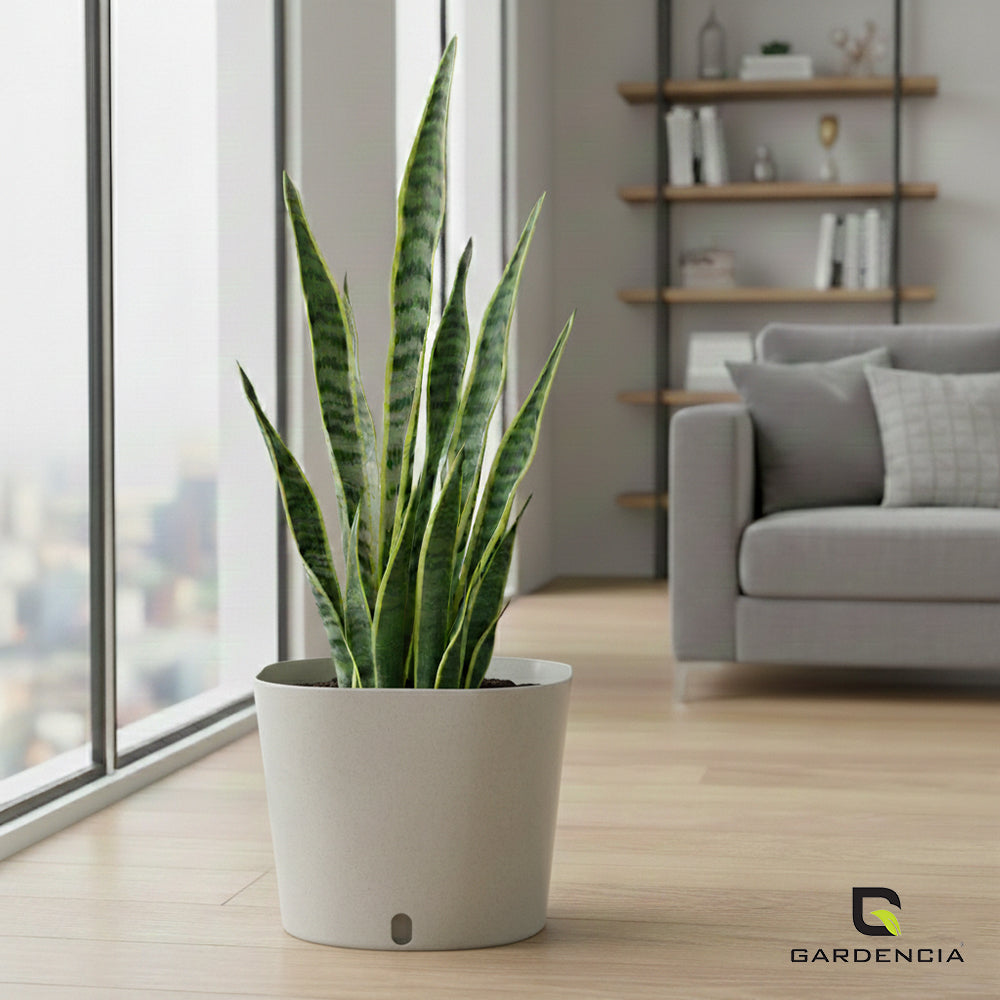 Gardencia Cube 6/12" Self Watering Square Pot