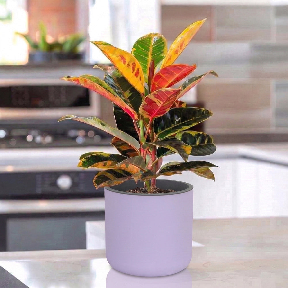 Gardencia Lorenzo Self Watering  Pot 5 Inch - Flower Pots & Indoor Planters for Home Decore, Living Room, Kitchen, Bedroom, Office Desk, Gifting