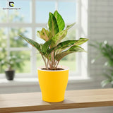 GARDENCIA Cone Self Watering Planter 6/8"