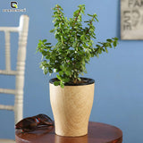 Cone Printed Self Watering Pot