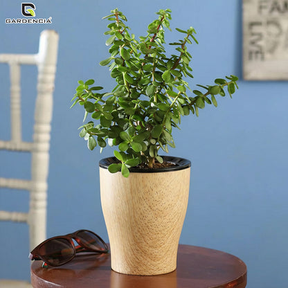 Cone Printed Self Watering Pot
