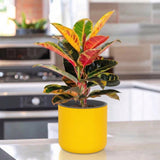 Gardencia Lorenzo Self Watering  Pot 5 Inch - Flower Pots & Indoor Planters for Home Decore, Living Room, Kitchen, Bedroom, Office Desk, Gifting