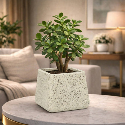 GARDENCIA Roto Tiny 05 Self Watering Square Planter Pot 6"