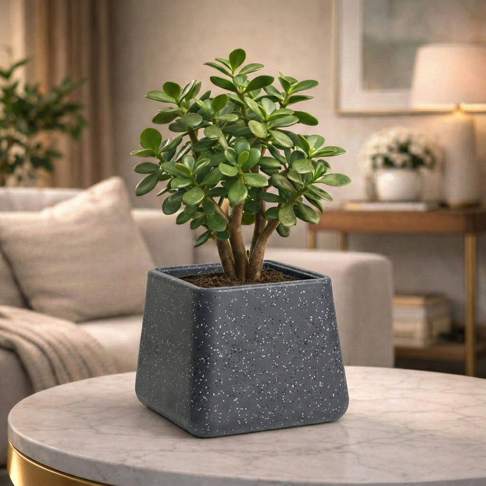 GARDENCIA Roto Tiny 05 Self Watering Square Planter Pot 6"