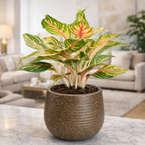 GARDENCIA Roto Tiny 01 Self Watering Round Planter Pot 7"