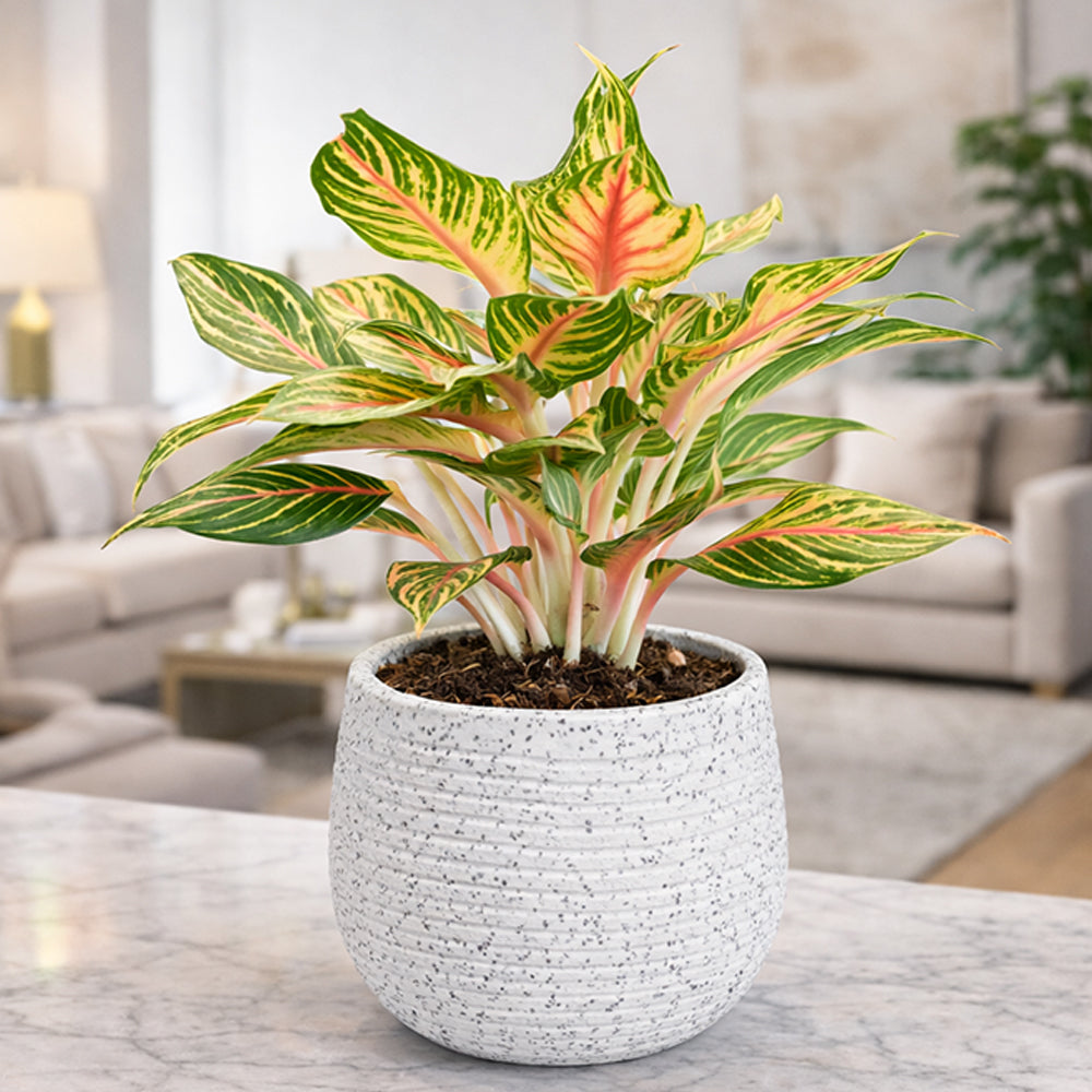 GARDENCIA Roto Tiny 01 Self Watering Round Planter Pot 7"