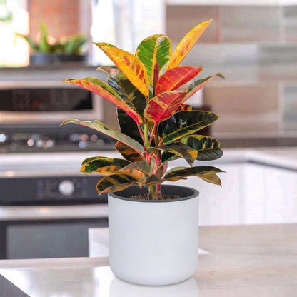 Gardencia Lorenzo Self Watering  Pot 5 Inch - Flower Pots & Indoor Planters for Home Decore, Living Room, Kitchen, Bedroom, Office Desk, Gifting