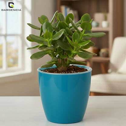 Vistara Self Watering Pot