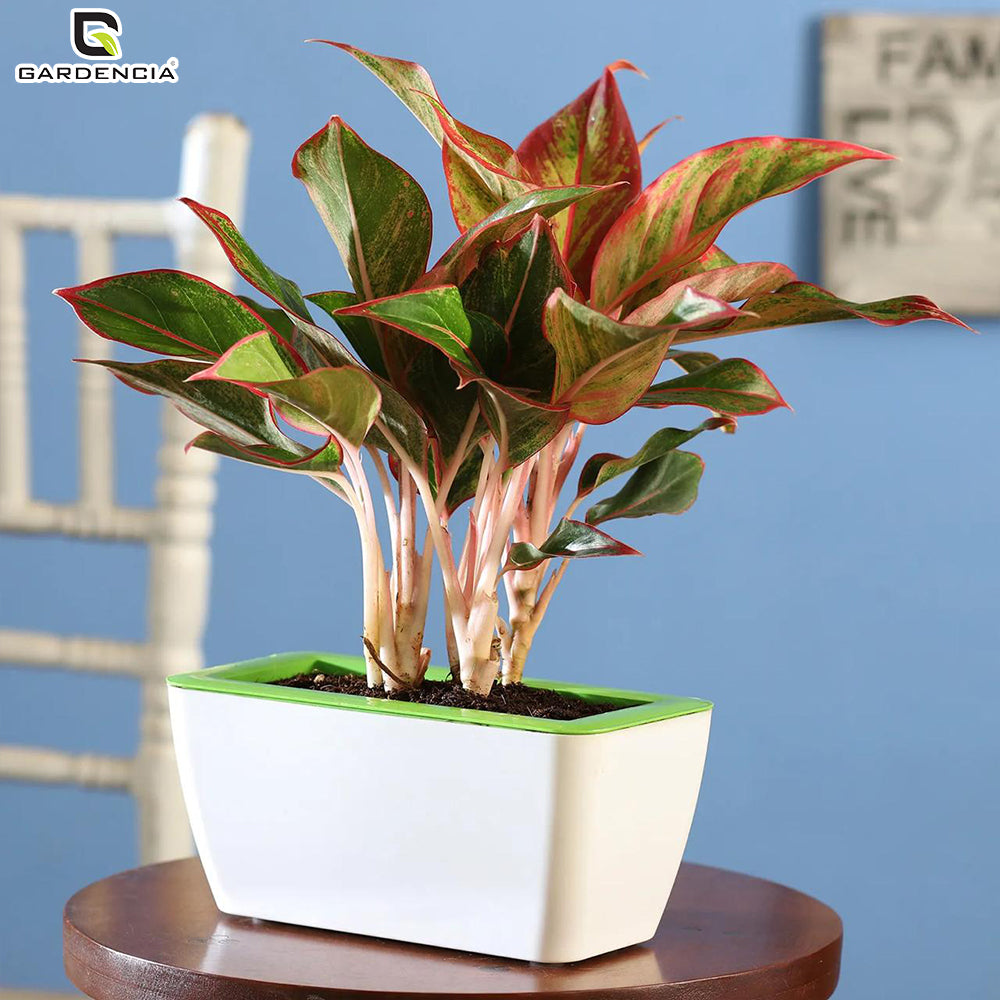 GARDENCIA Recta Self Watering Rectangle 100% Virgin Plastic Pots for Plants | Modern Design | Indoor and Outdoor Flower Pot for Home/Office/Table/Garden/Balcony Decoration | 14 inch