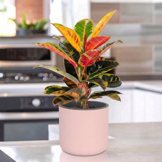 Lorenzo Self Watering Pot