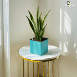 Gardencia Columbus Self Watering Square Pot with Water Level Indicator Modern Planters with Automatic Watering System, Best Flower Pots for Home Decore, Living Room, Table Top Available In Multi Colours