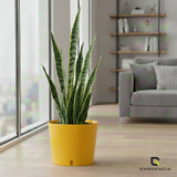 Gardencia Cube 6/12" Self Watering Square Pot