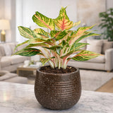 GARDENCIA Roto Tiny 01 Self Watering Round Planter Pot 7"