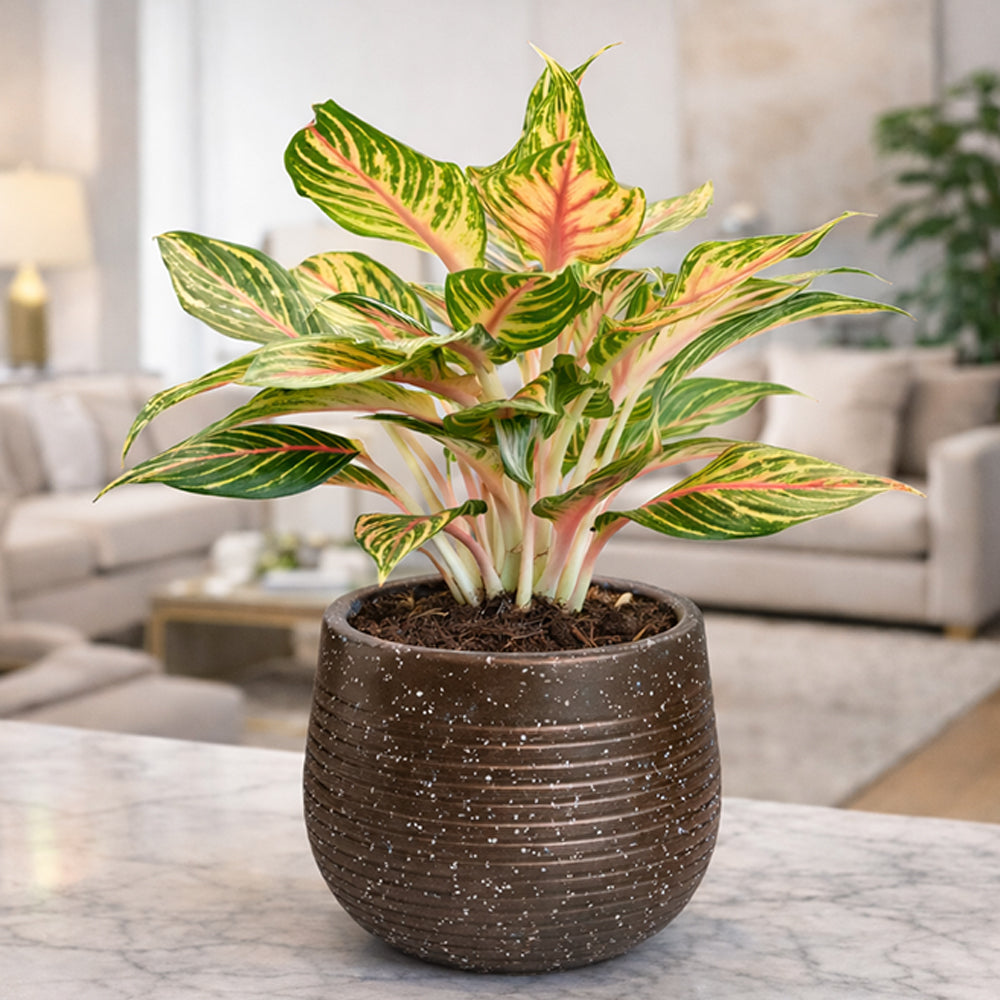 GARDENCIA Roto Tiny 01 Self Watering Round Planter Pot 7"