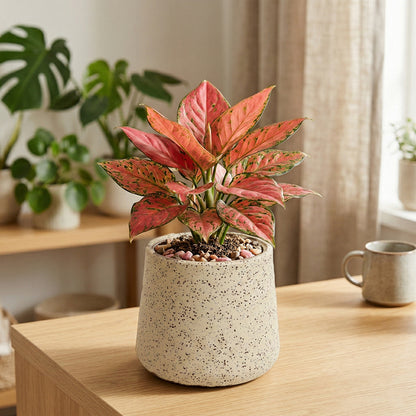 GARDENCIA Roto Tiny 07 Self Watering Round Pot 6"
