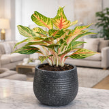 GARDENCIA Roto Tiny 01 Self Watering Round Planter Pot 7"