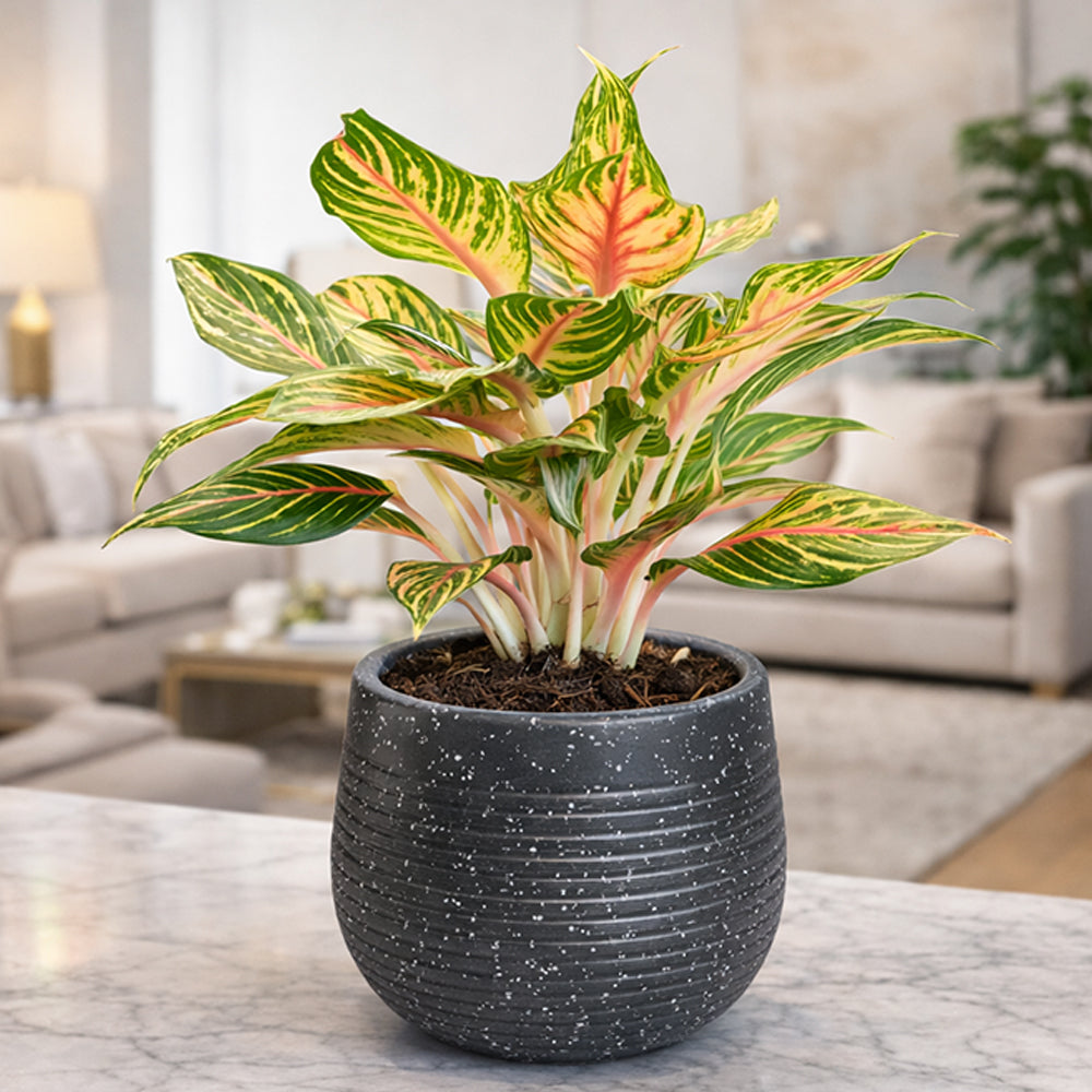 GARDENCIA Roto Tiny 01 Self Watering Round Planter Pot 7"