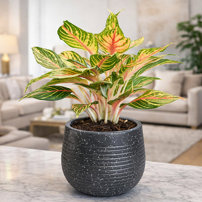 GARDENCIA Roto Tiny 01 Self Watering Round Planter Pot 7"