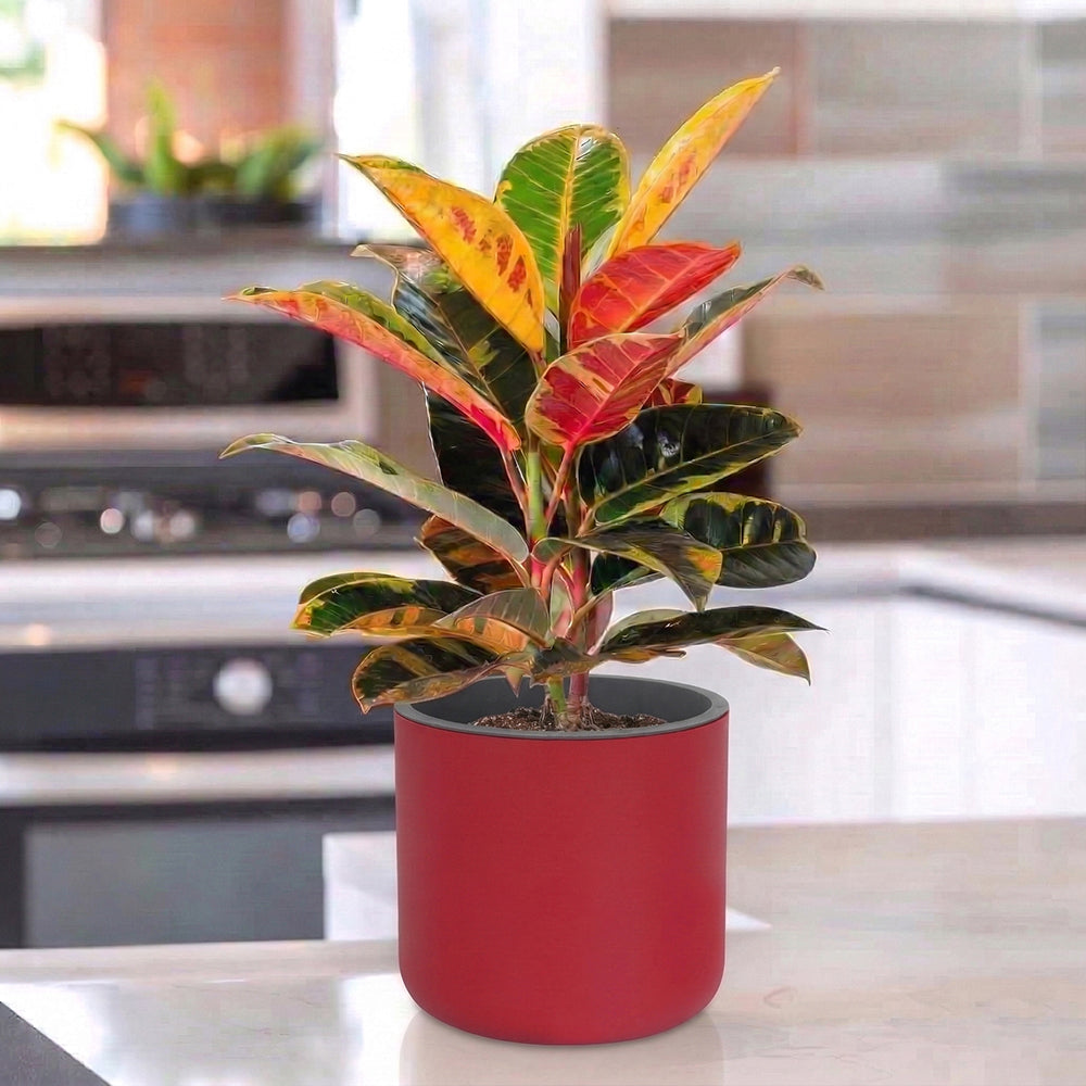 Gardencia Lorenzo Self Watering  Pot 5 Inch - Flower Pots & Indoor Planters for Home Decore, Living Room, Kitchen, Bedroom, Office Desk, Gifting