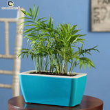 GARDENCIA Recta Self Watering Rectangle 100% Virgin Plastic Pots for Plants | Modern Design | Indoor and Outdoor Flower Pot for Home/Office/Table/Garden/Balcony Decoration | 14 inch
