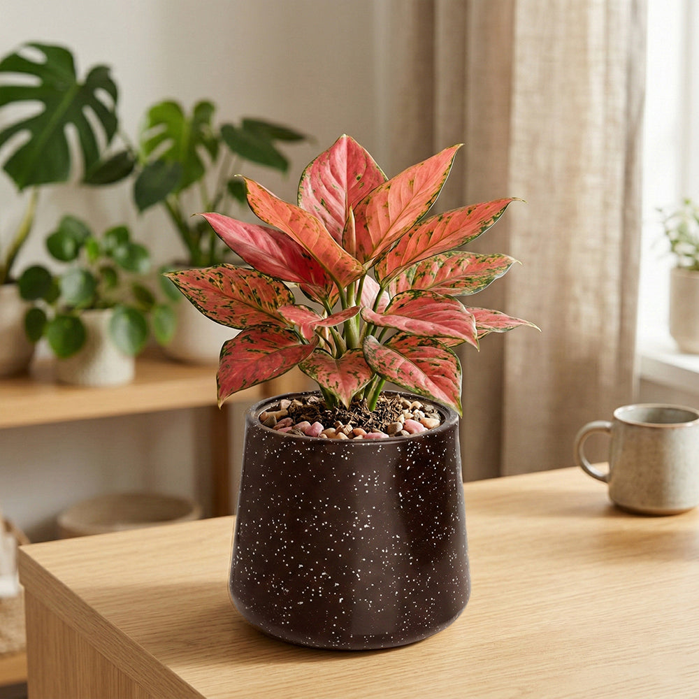 GARDENCIA Roto Tiny 07 Self Watering Round Pot 6"