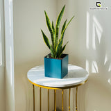 Gardencia Columbus Self Watering Square Pot with Water Level Indicator Modern Planters with Automatic Watering System, Best Flower Pots for Home Decore, Living Room, Table Top Available In Multi Colours