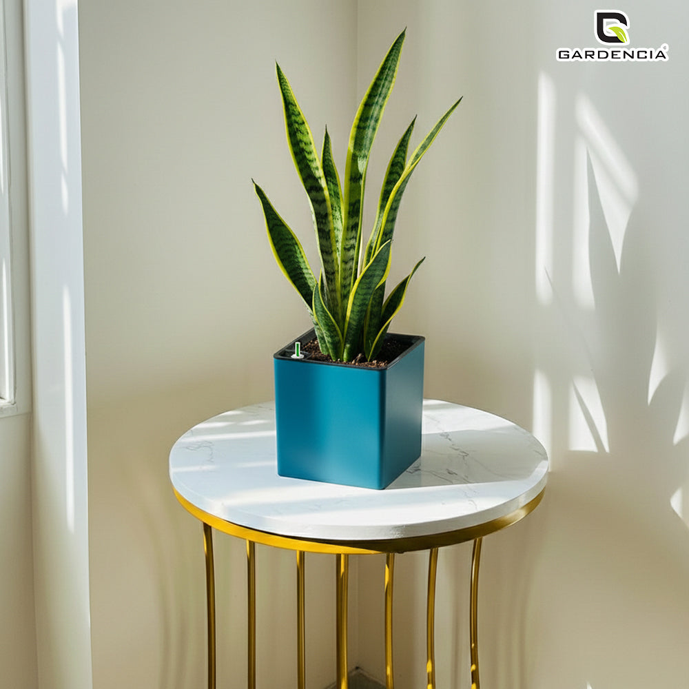 Gardencia Columbus Self Watering Square Pot with Water Level Indicator Modern Planters with Automatic Watering System, Best Flower Pots for Home Decore, Living Room, Table Top Available In Multi Colours