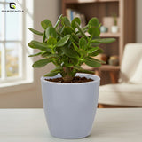 Vistara Self Watering Pot