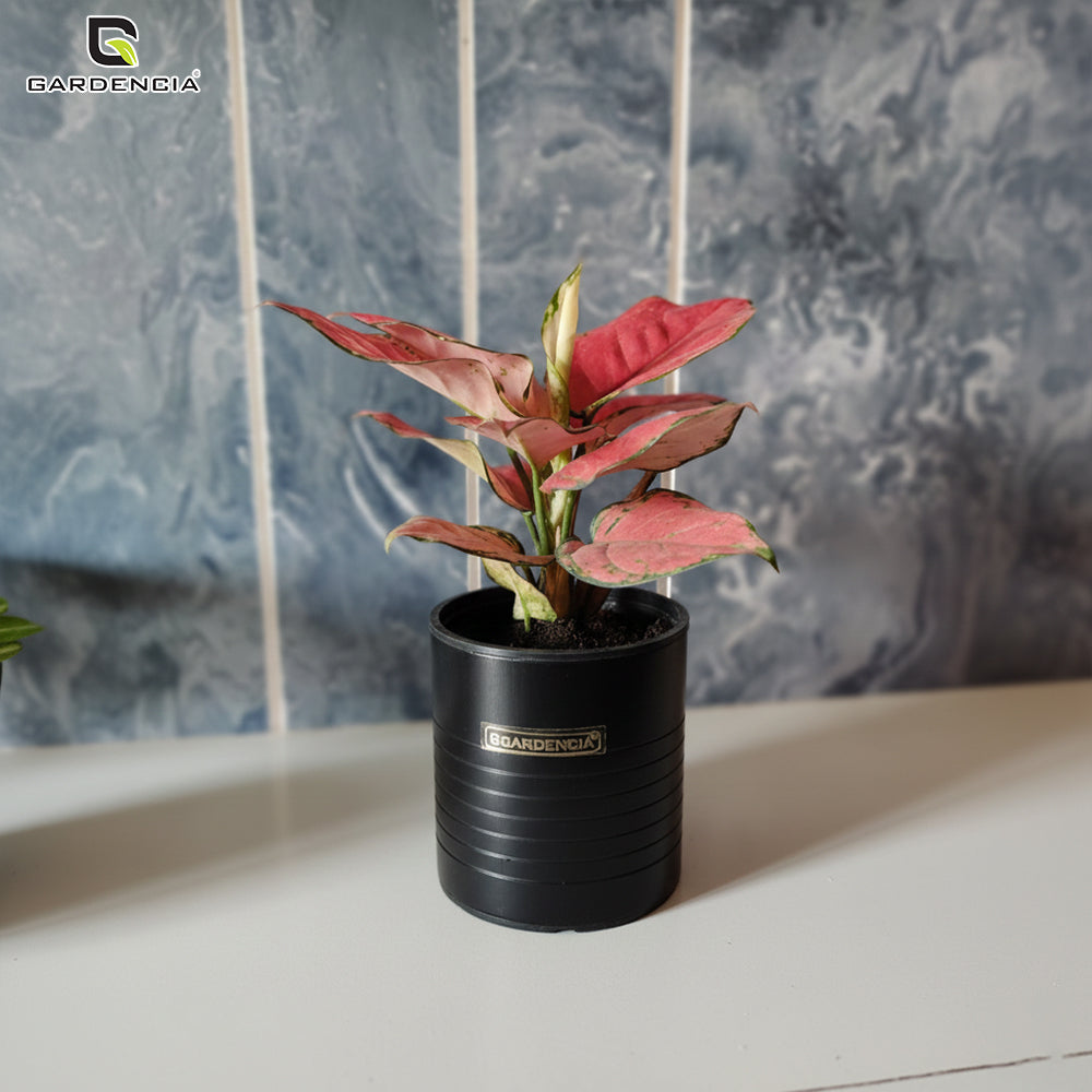 GARDENCIA Metal Flower Pot 4"