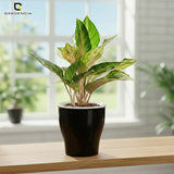 GARDENCIA Cone Self Watering Planter 6/8"