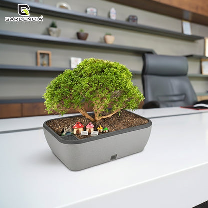 GARDENCIA Contessa Self Watering Planter | 15 x 11 x 4.5 Inch | Polypropylene with UV Protection | Matt Finish Indoor Outdoor Rectangular Pot for Plants