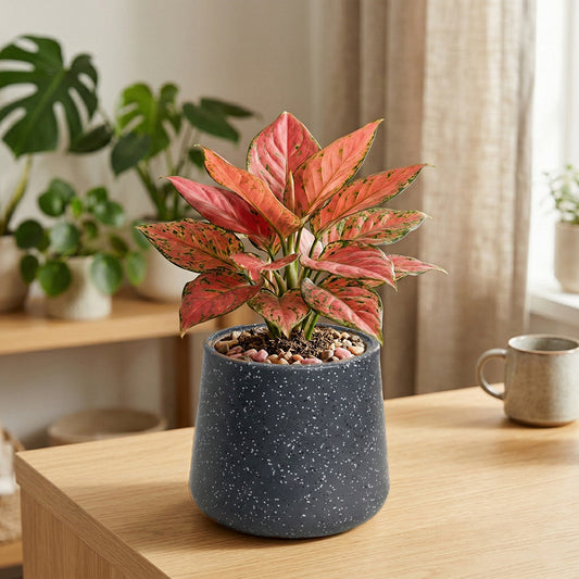 Roto Tiny 07 Self Watering Pot