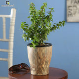Cone Printed Self Watering Pot