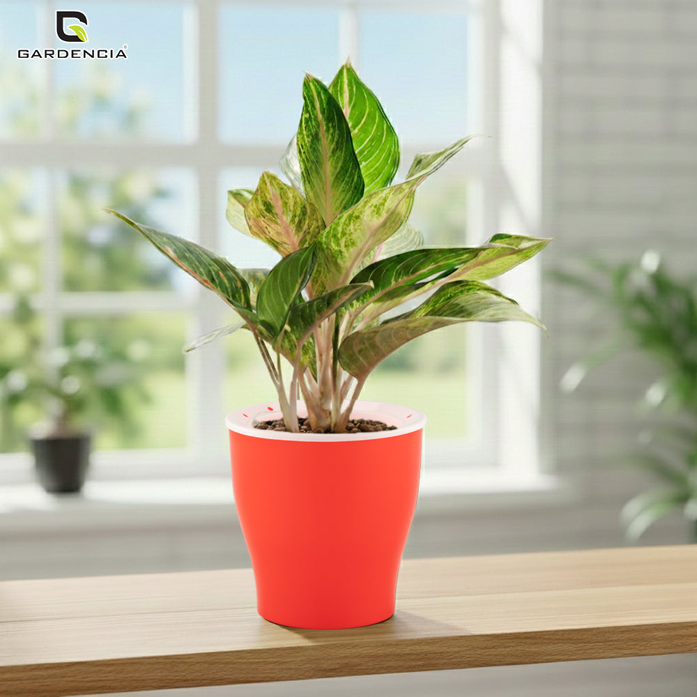 GARDENCIA Cone Self Watering Planter 6/8"
