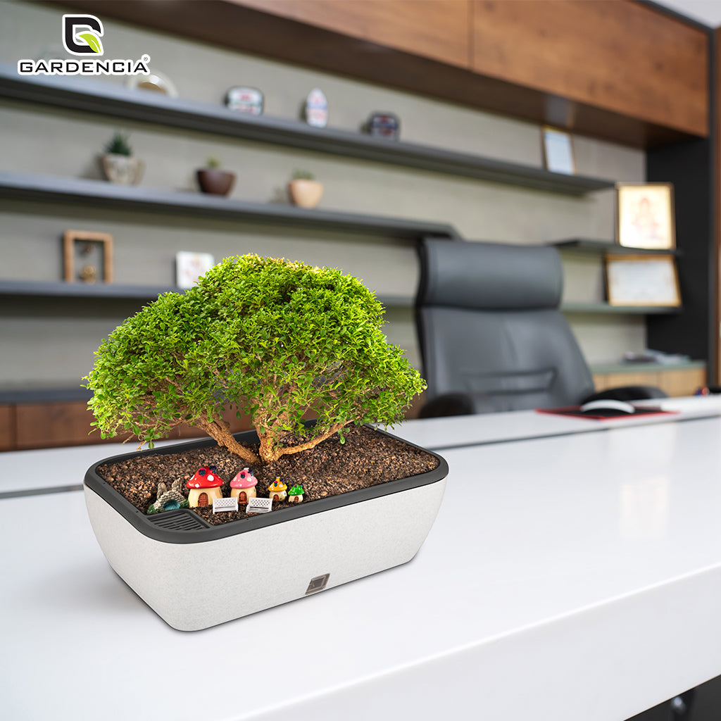 GARDENCIA Contessa Self Watering Planter | 15 x 11 x 4.5 Inch | Polypropylene with UV Protection | Matt Finish Indoor Outdoor Rectangular Pot for Plants