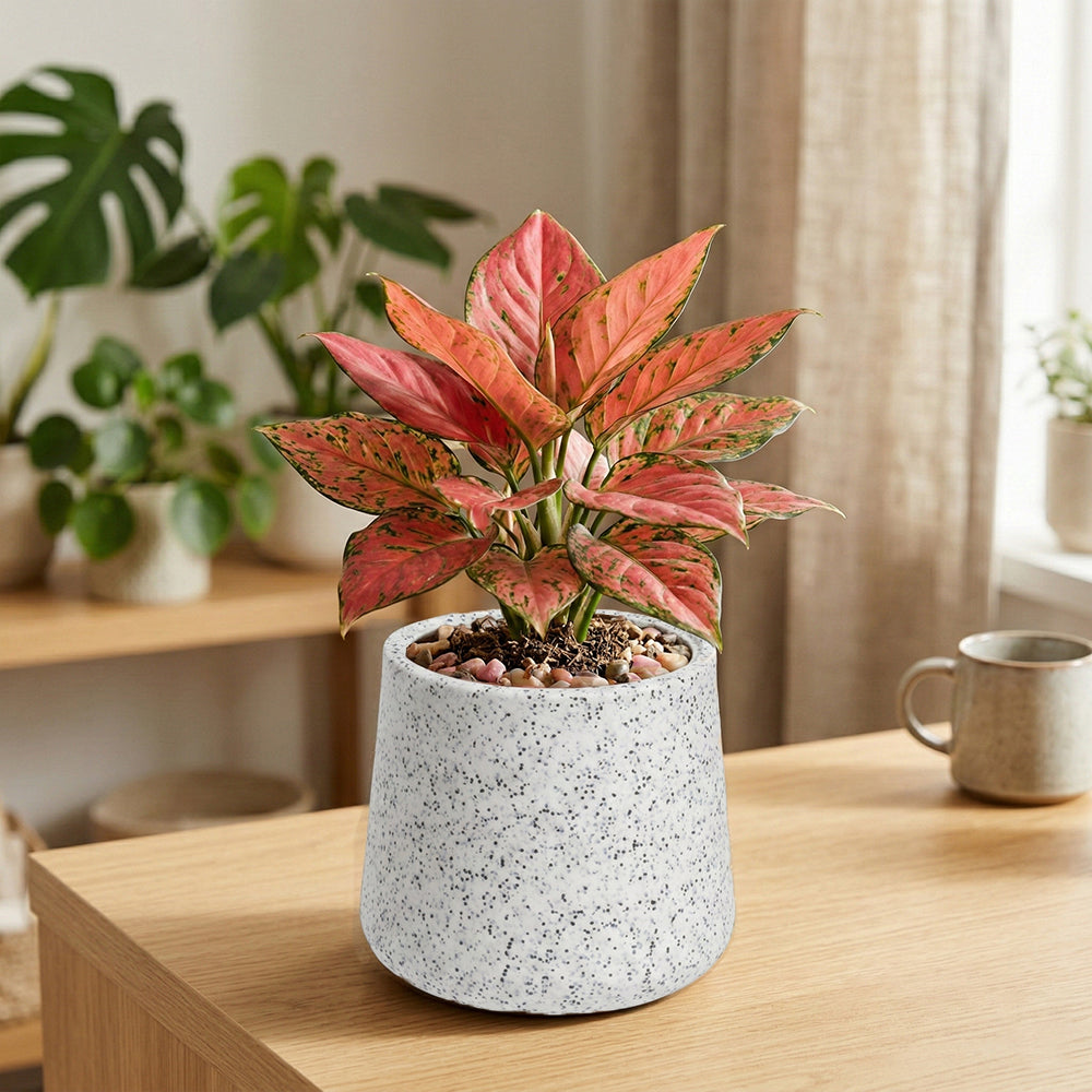 GARDENCIA Roto Tiny 07 Self Watering Round Pot 6"