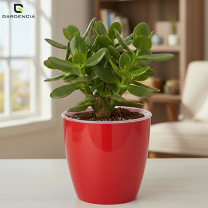 Vistara Self Watering Pot