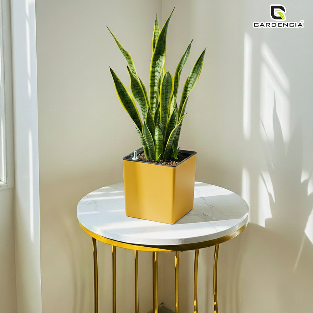 Gardencia Columbus Self Watering Square Pot with Water Level Indicator Modern Planters with Automatic Watering System, Best Flower Pots for Home Decore, Living Room, Table Top Available In Multi Colours