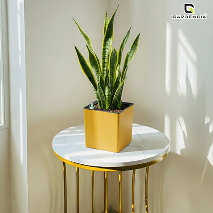 Gardencia Columbus Self Watering Square Pot with Water Level Indicator Modern Planters with Automatic Watering System, Best Flower Pots for Home Decore, Living Room, Table Top Available In Multi Colours