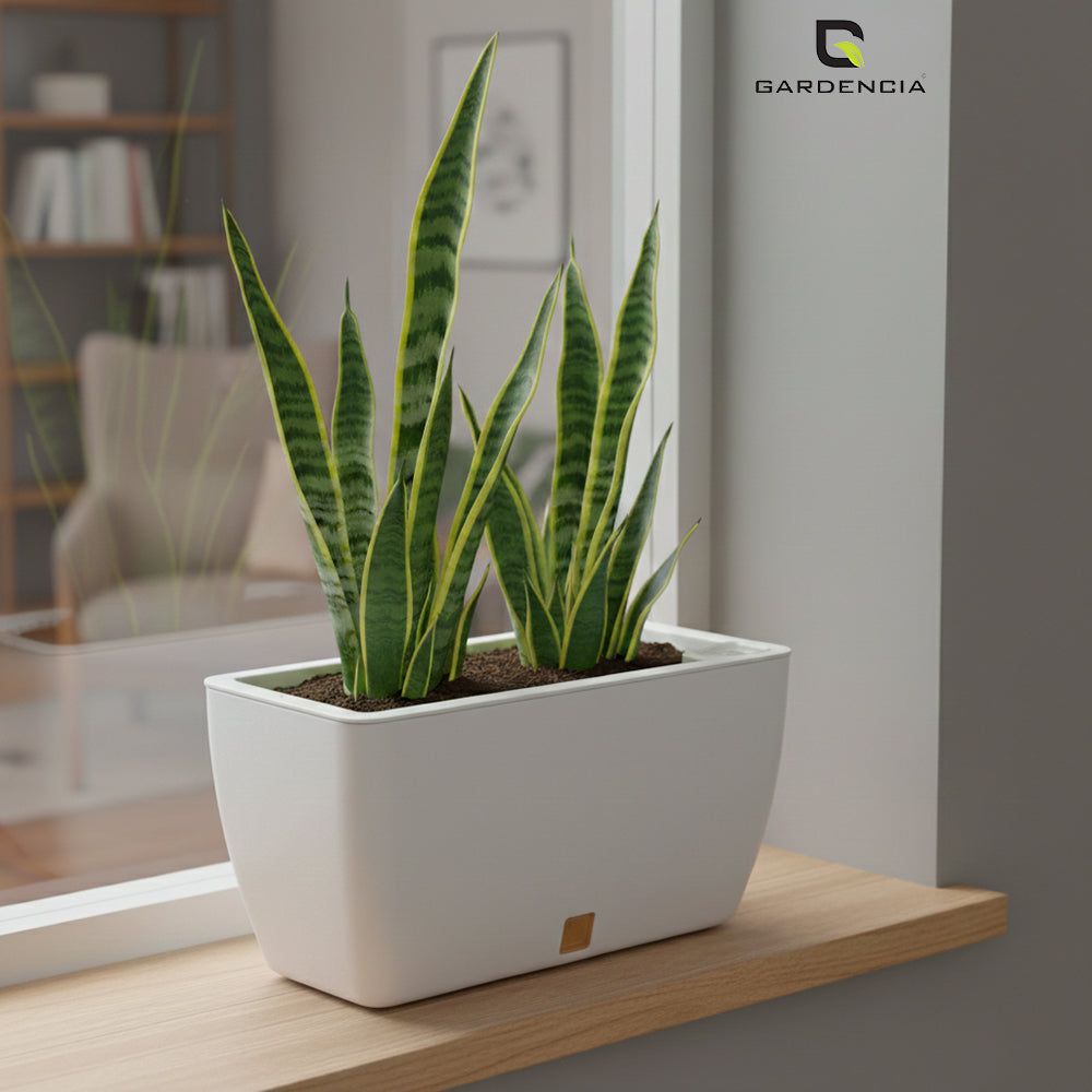 GARDENCIA Recta Self Watering Rectangle 100% Virgin Plastic Pots for Plants | Modern Design | Indoor and Outdoor Flower Pot for Home/Office/Table/Garden/Balcony Decoration | 14 inch