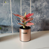 GARDENCIA Metal Flower Pot 4"