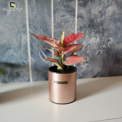 GARDENCIA Metal Flower Pot 4"